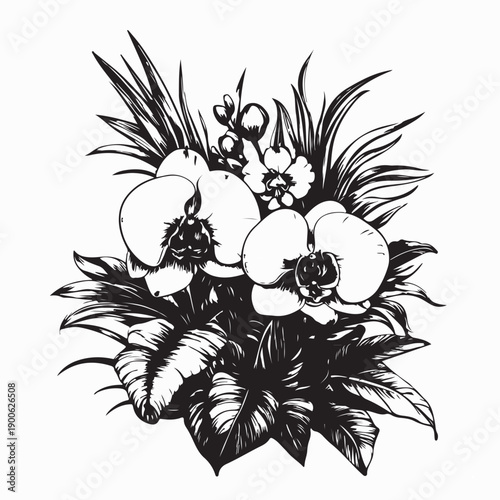 Orchid Vector Images. Tropical Orchid Flowers in White Background
