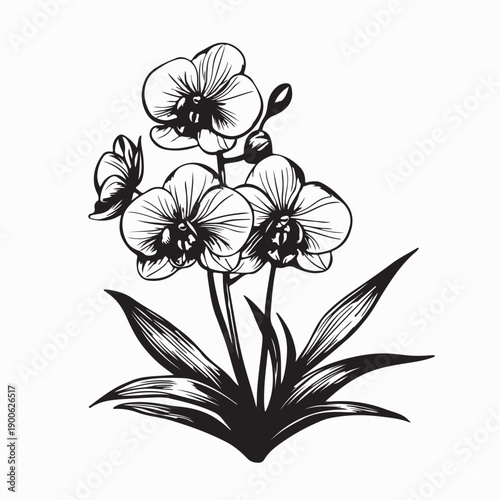 Orchid Vector Images. Tropical Orchid Flowers in White Background