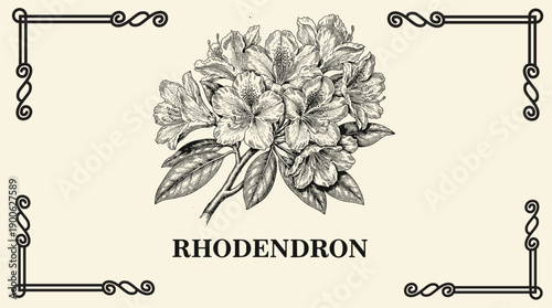 Elegant engraved rhododendron blooms showcasing vintage botanical artistry and detailed craftsmanship from a timeless collection 
