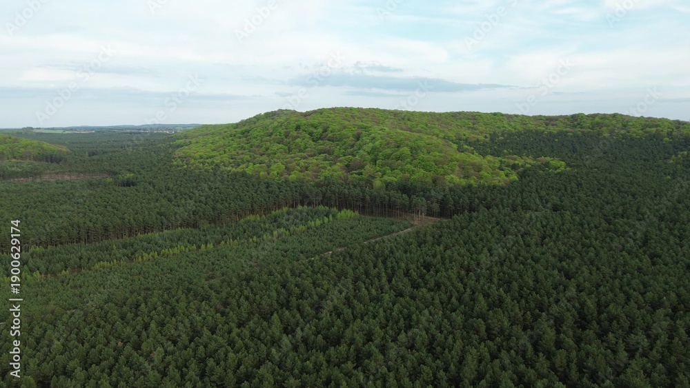 Fototapeta premium Natural forest texture from aerial top view