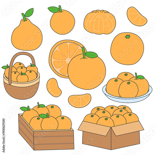 Mandarin Tangerine Orange Fruit Illustration Set