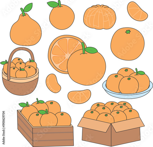 Mandarin Tangerine Orange Fruit Illustration Set