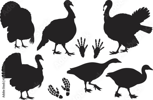 Turkey silhouettes collection, wild turkey poses with footprints, black farm poultry animal shapes, wildlife vector illustration isolated white