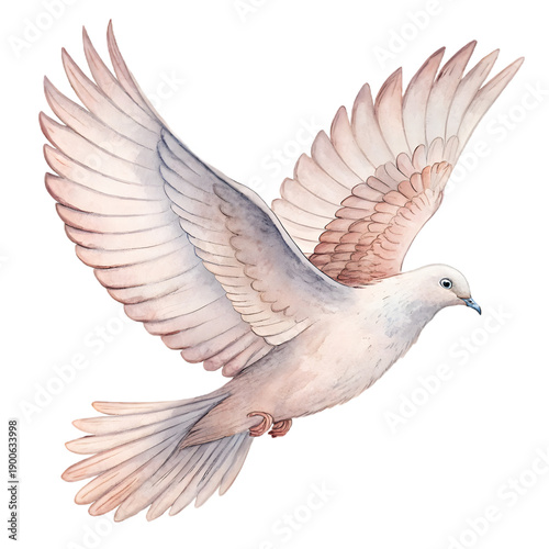 A white dove with spread wings and peach-toned shading on its feathers flies towards the right side against a solid black background.