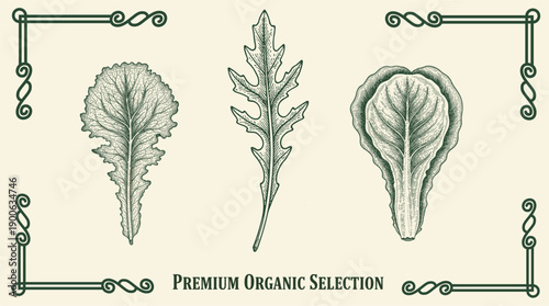 Engraved artwork showcasing a collection of premium organic leafy greens for a unique culinary presentation  
