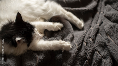 Εκτύπωση καμβά A fluffy black and white cat rests comfortably on a soft gray blanket