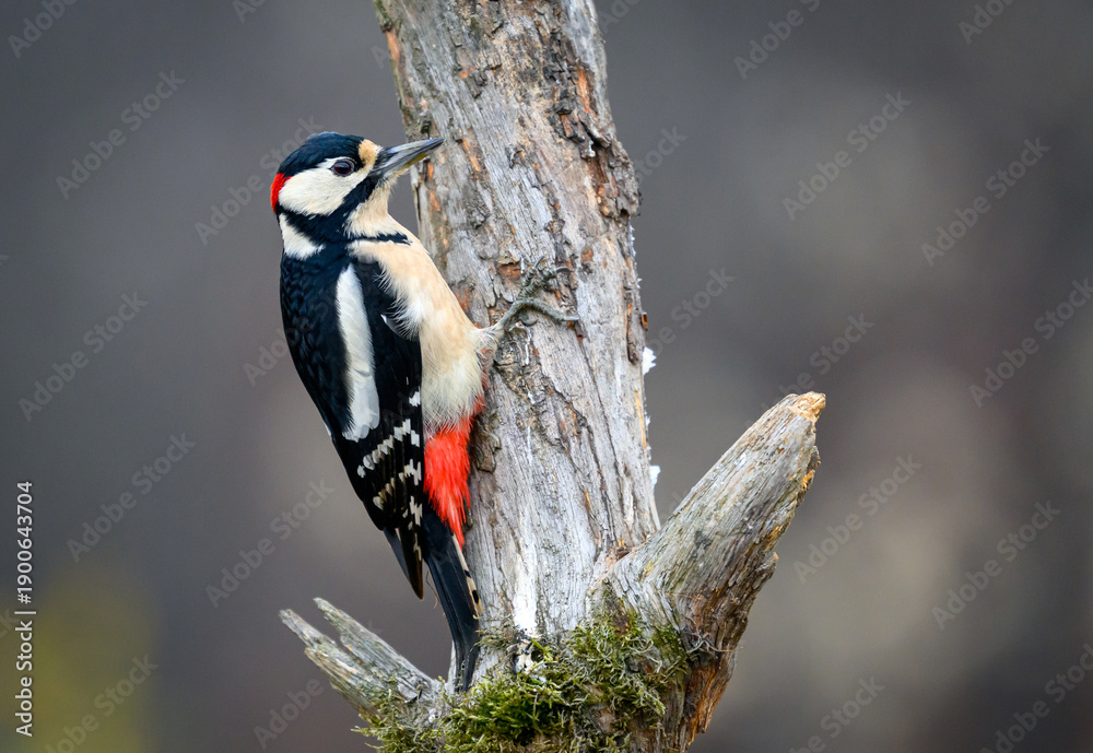 Fototapeta premium Great Spotted Woodpecker ( Dendrocopos major )