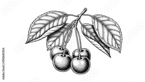 Exquisite black and white line art illustration of a cherry branch, featuring clusters of ripe cherries and detailed leaves, rendered with intricate etching.