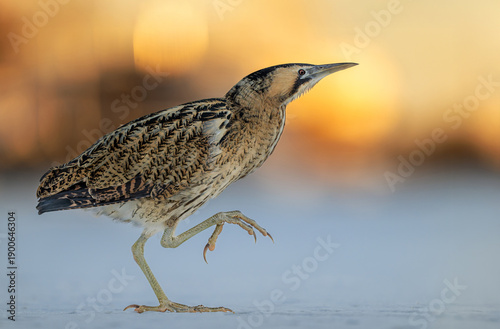 Schilderij op canvas Great bittern bird ( Botaurus stellaris ) close up