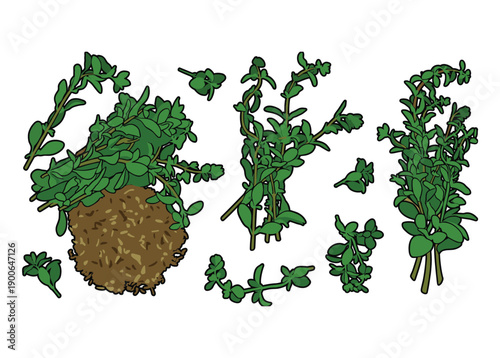 Set of fresh green thyme herbs, whole plant with root, sprigs and bunches