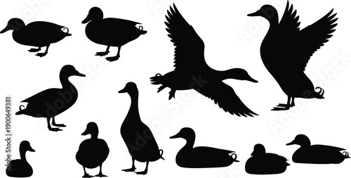 Black duck silhouette collection, flying standing sitting walking poses, wildlife bird vector set isolated on white background, nature graphic illustration