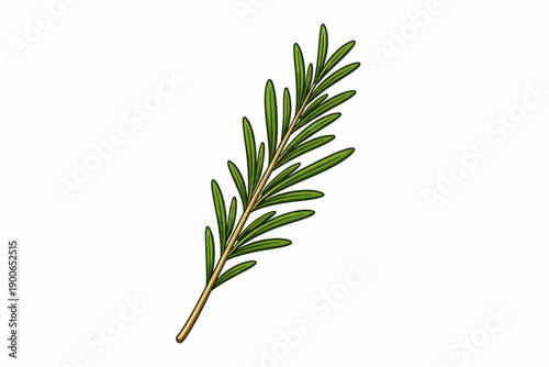 Detailed illustration of a fresh rosemary sprig on white background