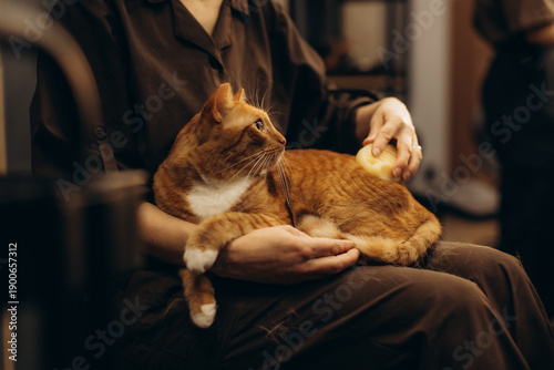 Canvastavla Woman grooming ginger tabby cat relaxing on lap