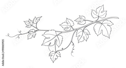 Elegant Grapevine Leaves Line Art Illustration Botanical Drawing