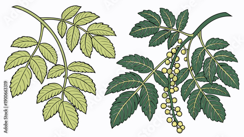 Poisonous plants with leaves and berries green toxic