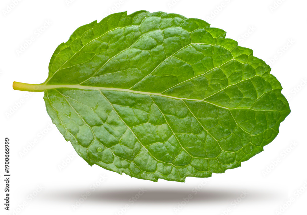 Obraz premium Fresh green mint leaves isolated on white background with work path, aromatic herb with natural texture and vibrant color, ideal for food, beverage, wellness, and herbal concept visuals.
