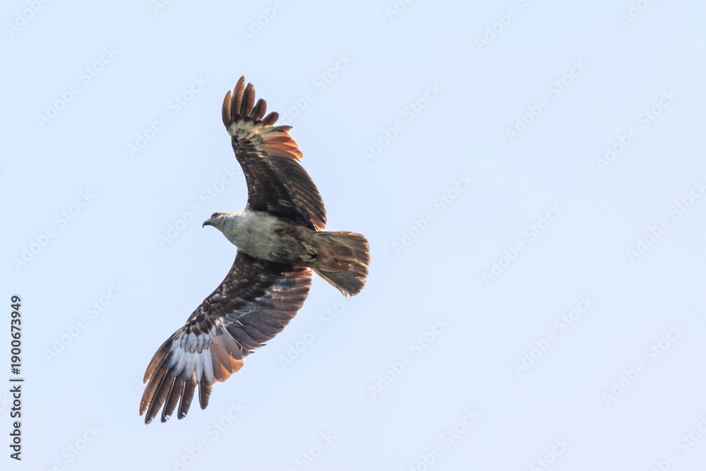 Obraz premium Brahminy Kite Soaring Through Clear Blue Skies