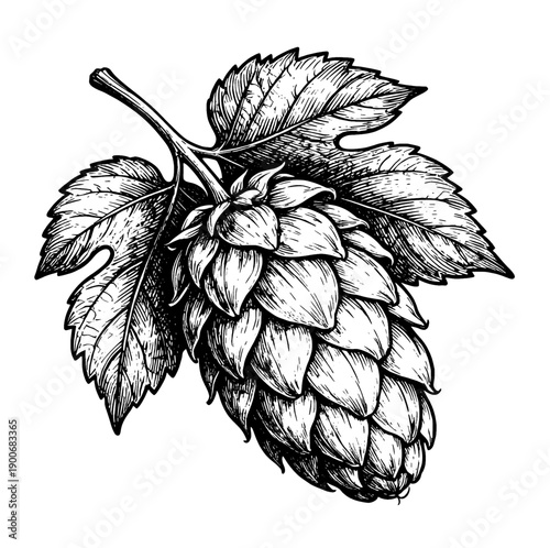 Hops cone botanical illustration, vintage engraving style for craft beer brewing concept