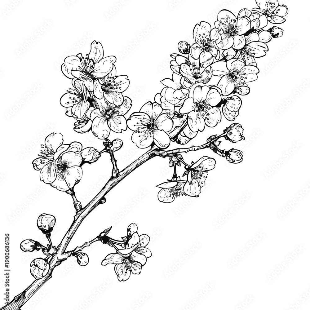 Fototapeta premium Cherry Blossom Vintage Sketch Illustration, Sakura Floral Drawing in Hand Drawn Style