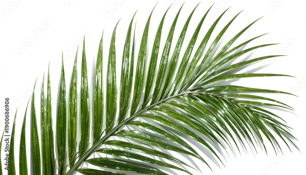 Obraz premium Close-up of a glossy green palm leaf, isolated on white, showcasing intricate details and natural textures of tropical flora
