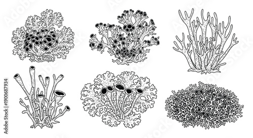 Botanical illustration of various lichen species in a vintage style