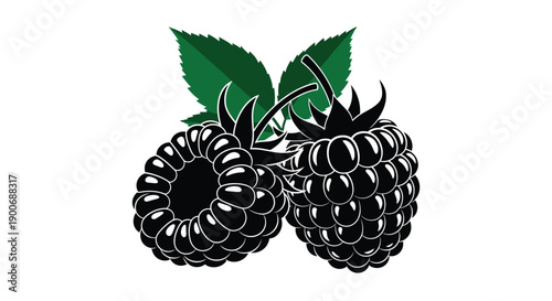 Two dark blackberries with green leaves against a white background