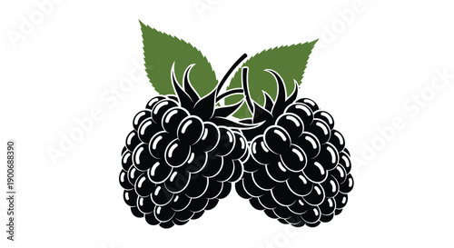 Two ripe blackberries with green leaves a detailed botanical illustration