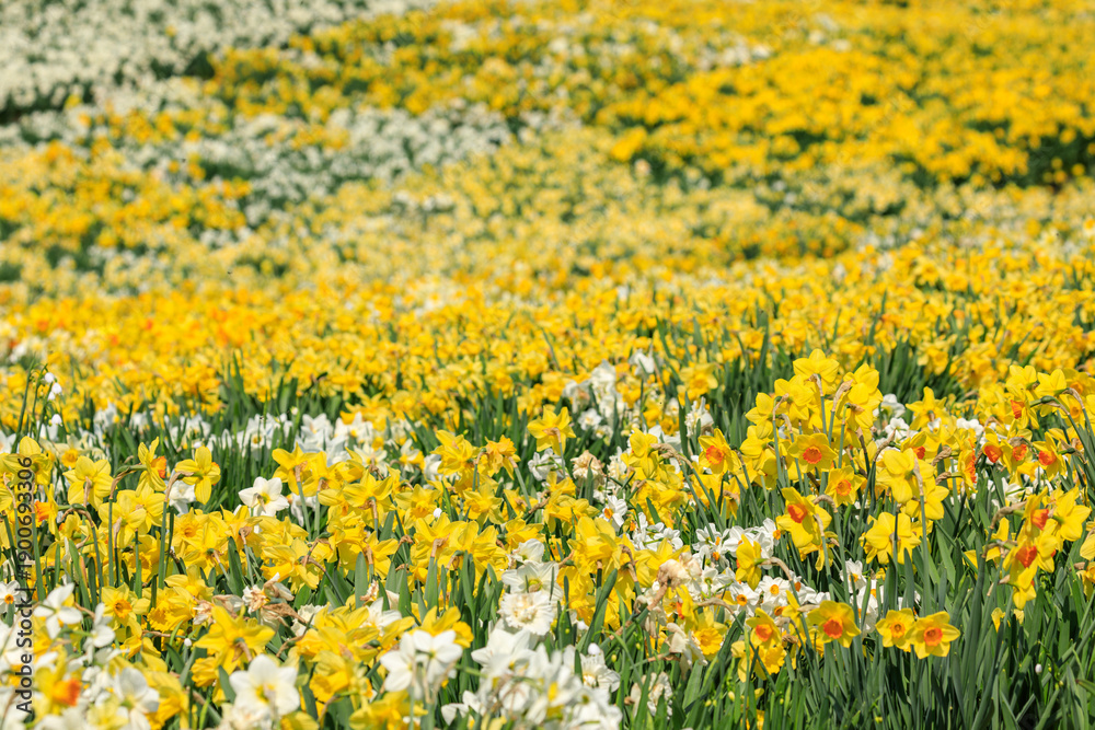 Obraz premium 北海道洞爺湖町、白や黄色のじゅうたんを広げたようなスイセンの丘【5月】
