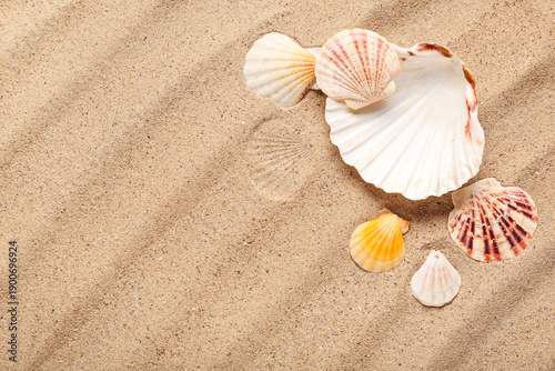 Beautiful seashells on beac...