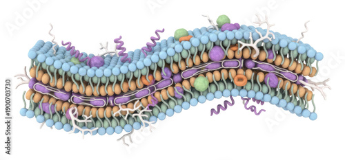 Cell membrane structure biology lab 3d model educational scientific isolated on transparent background