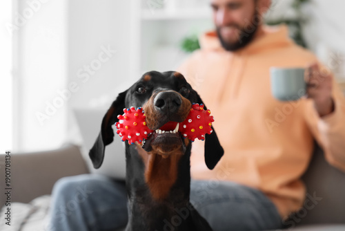 Photography Cute Dobermann dog with toy against man using laptop at home, closeup