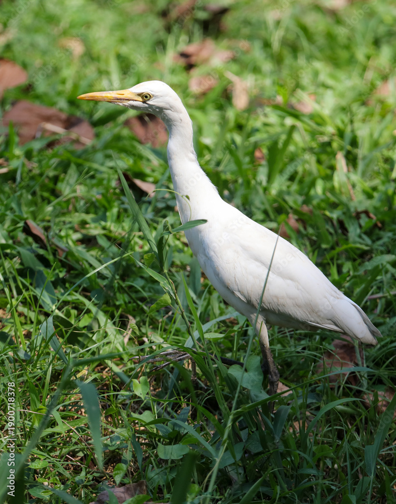 Fototapeta premium A white bird is standing in the grass