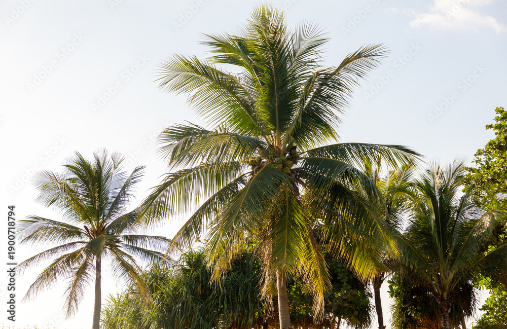 Fototapeta premium Three palm trees are in a row