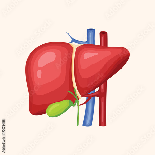 Human liver illustration representing internal organ anatomy, medical education, and healthcare concepts.