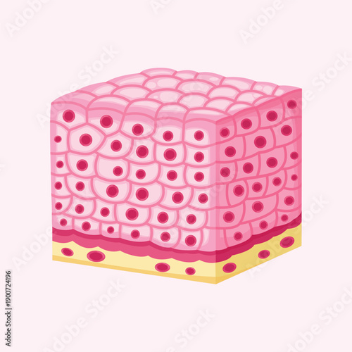 Epithelial tissue illustration representing microscopic anatomy, medical study, and human cell structure concepts.