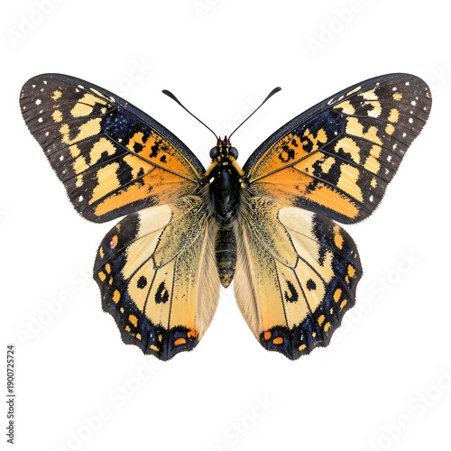 Detailed orange and black butterfly with wings spread isolated on transparent background for spring design use png