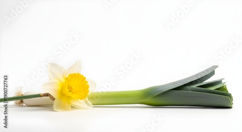 Minimal White Banner Background with Natural Objects
