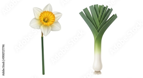 Isolated Botanical and Vegetable Objects for Educational Use