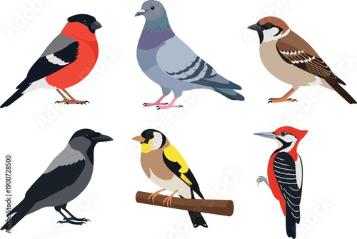 Colorful Bird Species Vector Illustration Set Featuring Pigeon, Woodpecker, Bullfinch, and Sparrow for Nature Education, Wildlife Conservation Posters, Ornithology Research, and Natural History Design