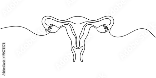 Human reproductive system one line continuous drawing. Human organ continuous one line illustration. Vector minimalist linear illustration, one line outline vector illustration for women's health.