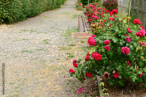 View of rose bushes in village