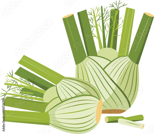 Fresh fennel bulbs with green stalks and fronds isolated on transparent background vector design