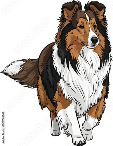 Shetland Sheepdog dog walking forward relaxed movement