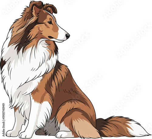 Shetland Sheepdog dog sitting attentive looking away