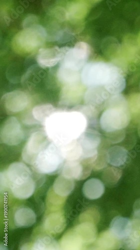 春・夏　キラキラ光り輝く　さわやかな森の木の葉新緑の光の丸ボケ　自然の背景　アウトドア・太陽の日差し	