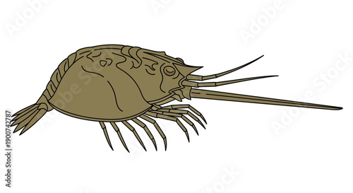 Detailed illustration of a horseshoe crab showing its unique body structure and long tail spine.
