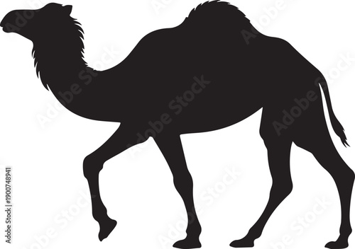 Camel. Black silhouette of a walking camel isolated on a white background.