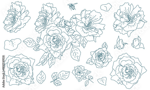 薔薇のラフスケッチ（透過性のラインアート）