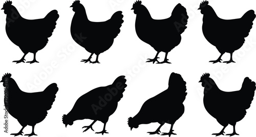 Black chicken silhouettes set isolated on white background, farm poultry birds in standing and feeding poses, animal shapes for agriculture design, rural branding, and livestock concepts