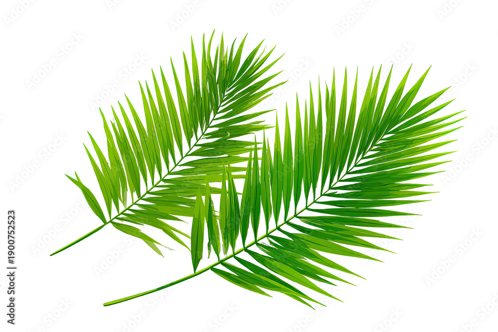Obraz premium Two vibrant green palm fronds overlap, displaying intricate, fine details. Bright, lush, tropical foliage